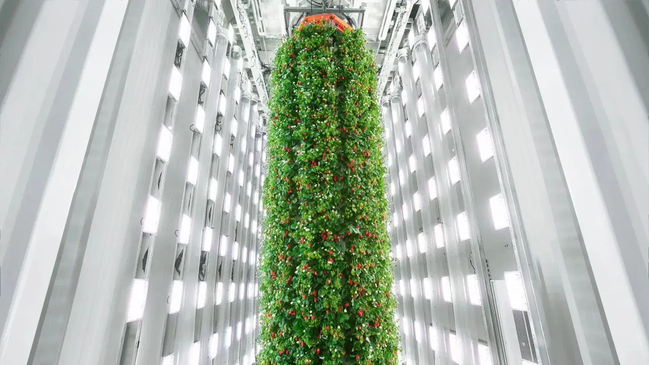 Plenty's indoor strawberry vertical farm (Photo Source: Plenty Unlimited)