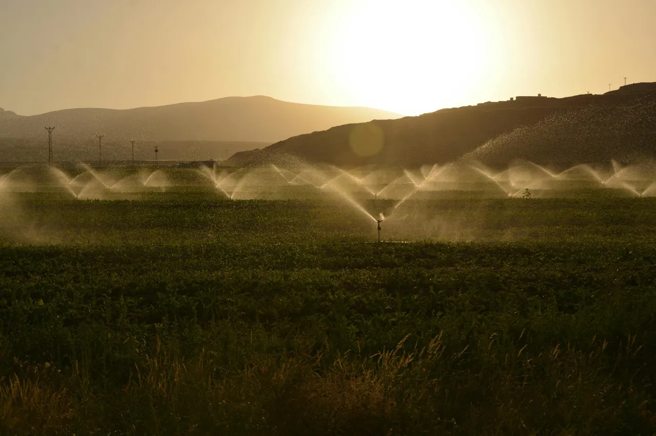 A representational image of water smart agriculture (Image Source: Pexels)