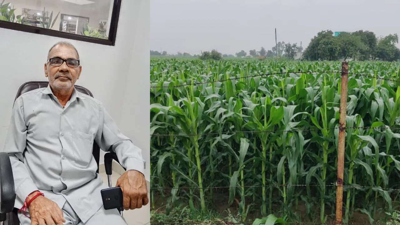 Ramesh Chauhan with his sweet corn plantation