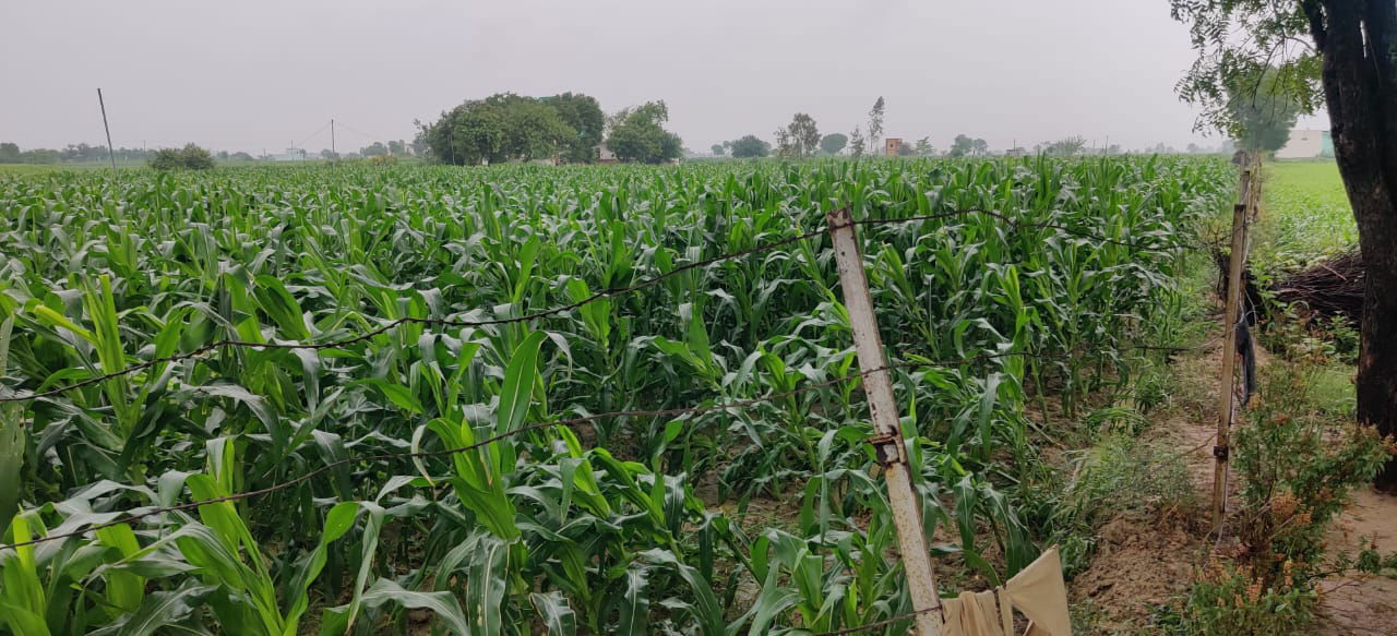 Sweet Corn in field of Ramesh Chauhan