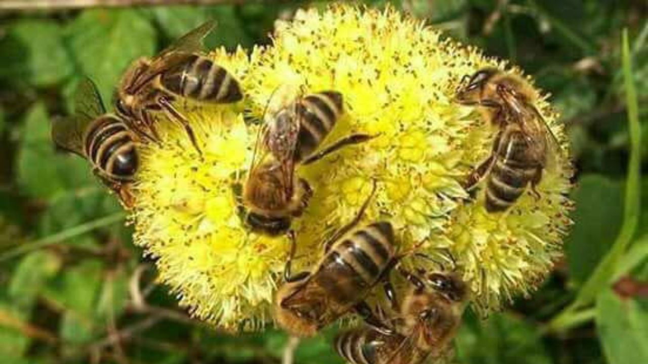 Honeybees on a flower