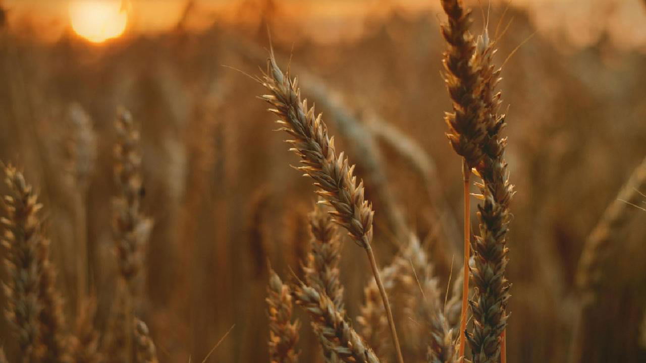 Representational image of wheat (Image Source: Pexels)