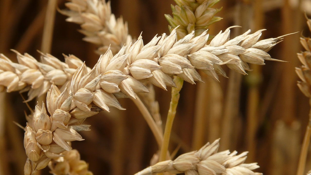 Representational image of wheat (Image source: Photopea)