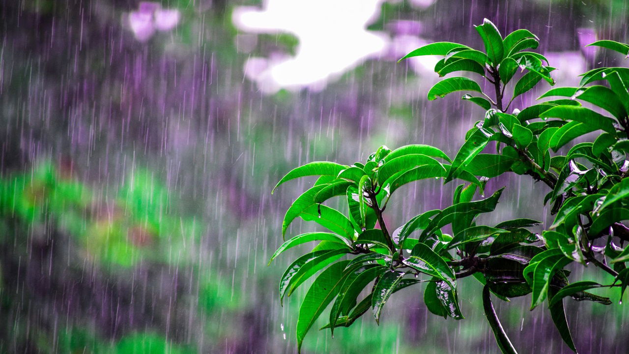 Representational image of rainfall (Photo Source: Canva)