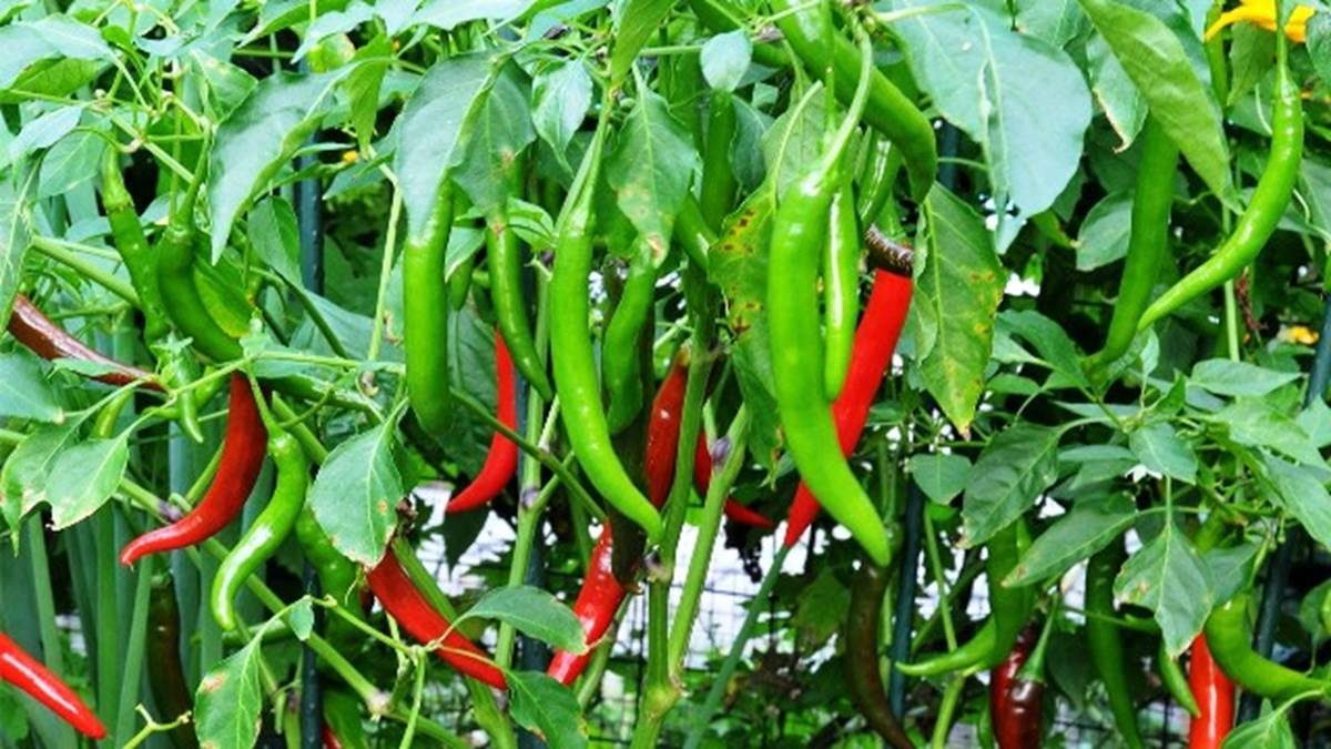 How to grow Chillies?