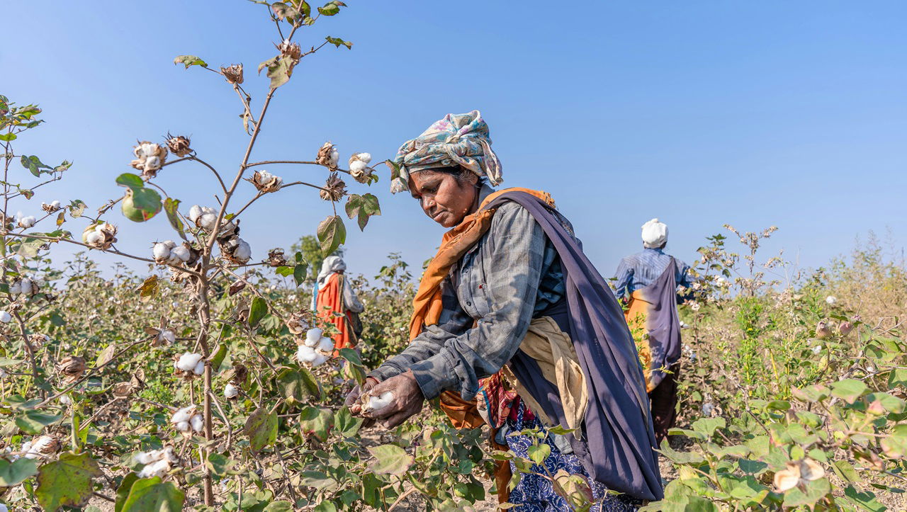 Cotton farming (Photo Source: Pexels)