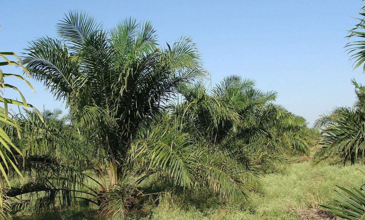 Oil Palm Cultivation (Photo Source: Pixabay)