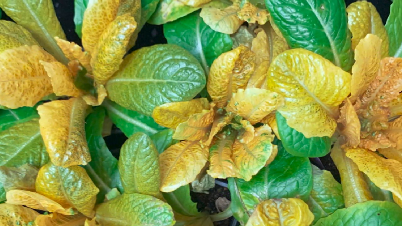 Golden lettuce (Image source: Universitat Politècnica de València)