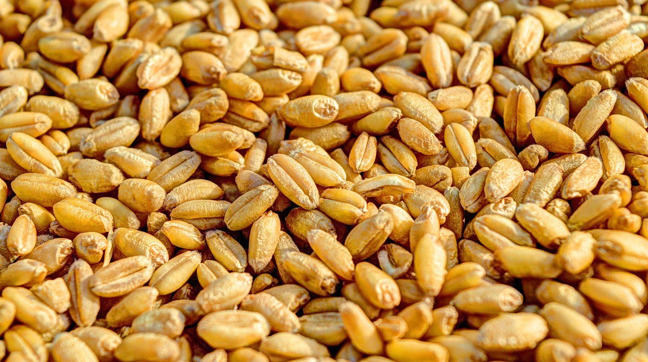 Representational image of ICAR Wheat Seeds (Photo Source: Pixabay)