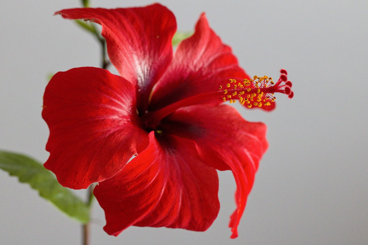 Representational Image of Hibiscus (Image Source: Pixabay)