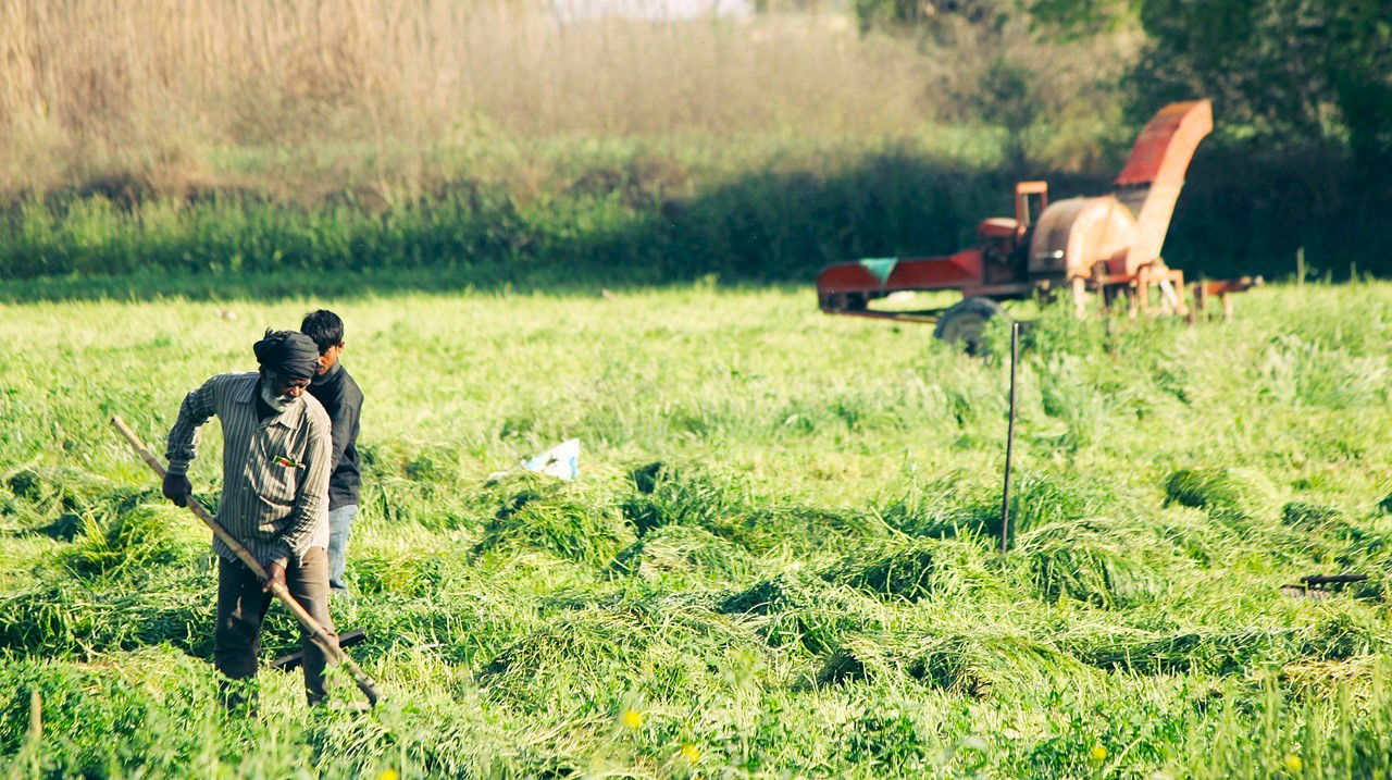 Representational image of  Agricultural Schemes (Photo Source: Pexels)