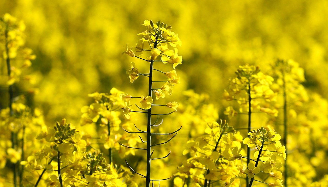 Representational image of oilseed production (Photo Source: Pixabay)