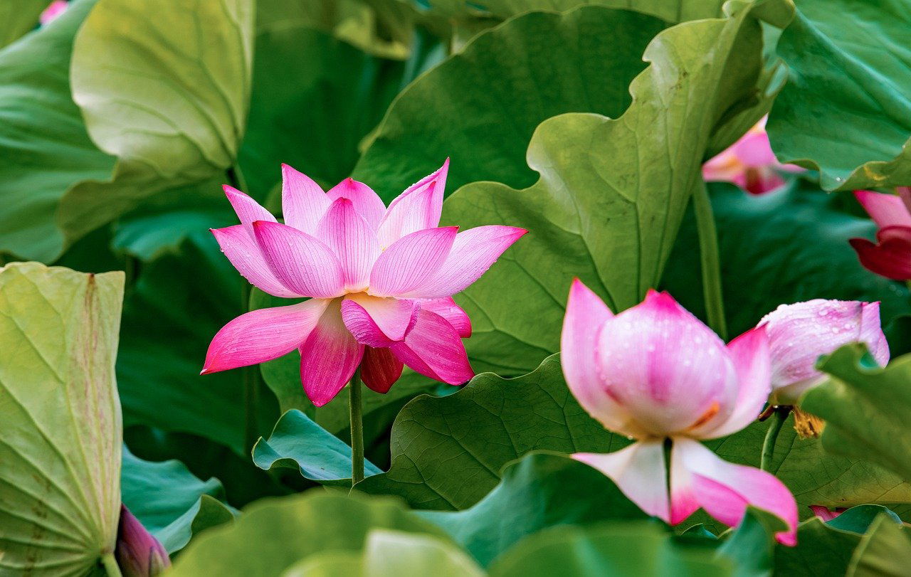 Representational image of lotus (Image Source: Pixabay)