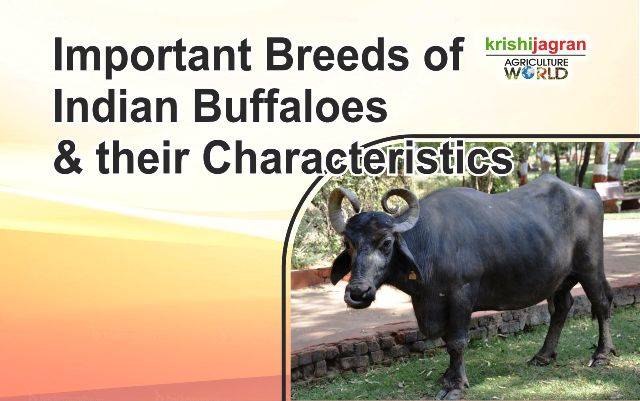 Important Breeds of Indian Buffaloes and their Characteristics
