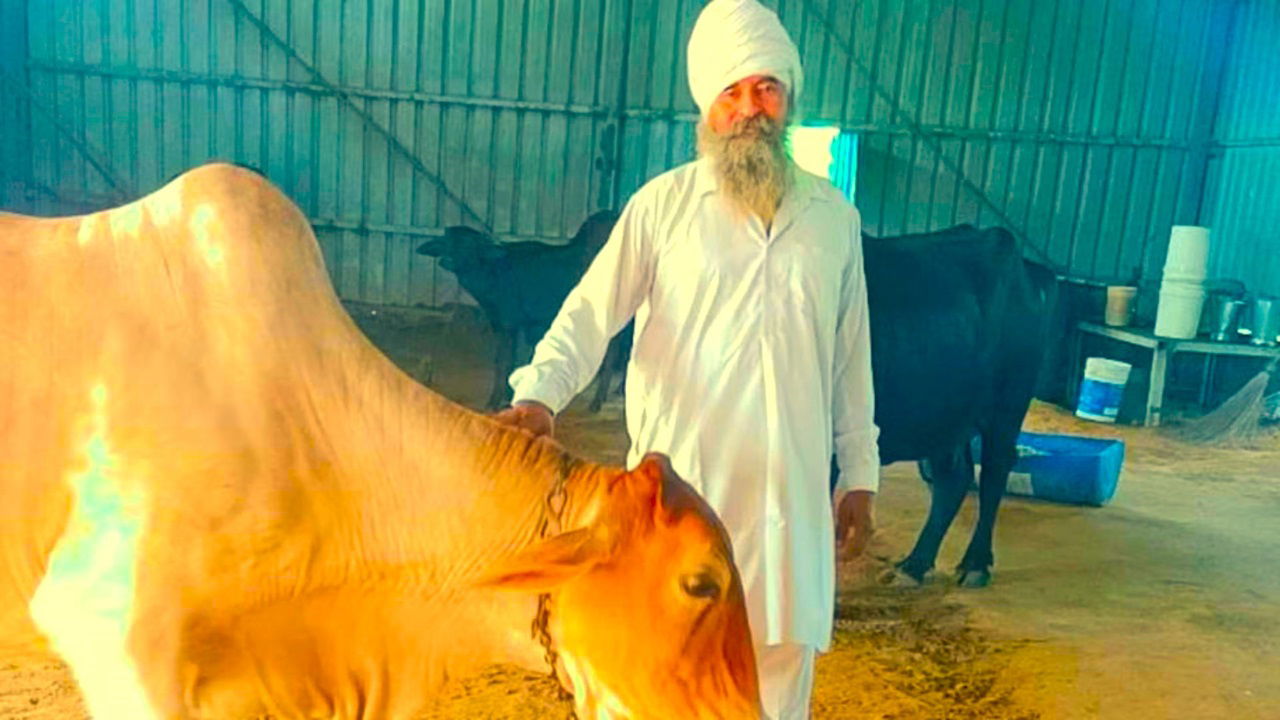 Omveer raises 10 indigenous cows and 20 buffaloes in his successful dairy farm