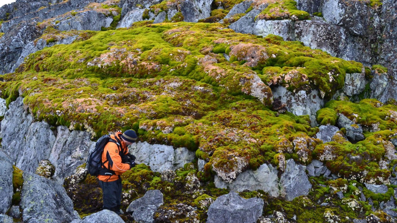 Vegetation on the Antarctic Peninsula expanded from under 1 sq. km in 1986 to nearly 12 sq. km by 2021 (Photo Source: University of Exeter)