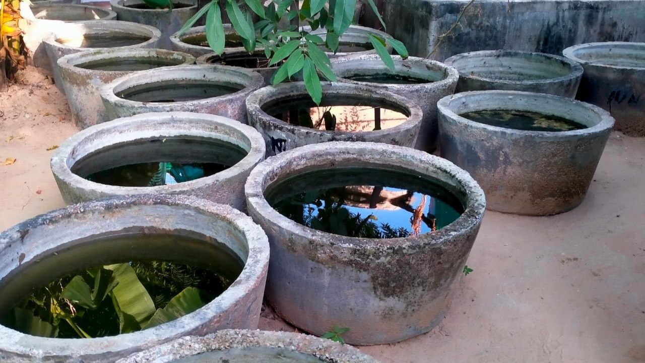 By improving farming methods and carefully managing the oysters, Narendra began to produce high-quality pearls