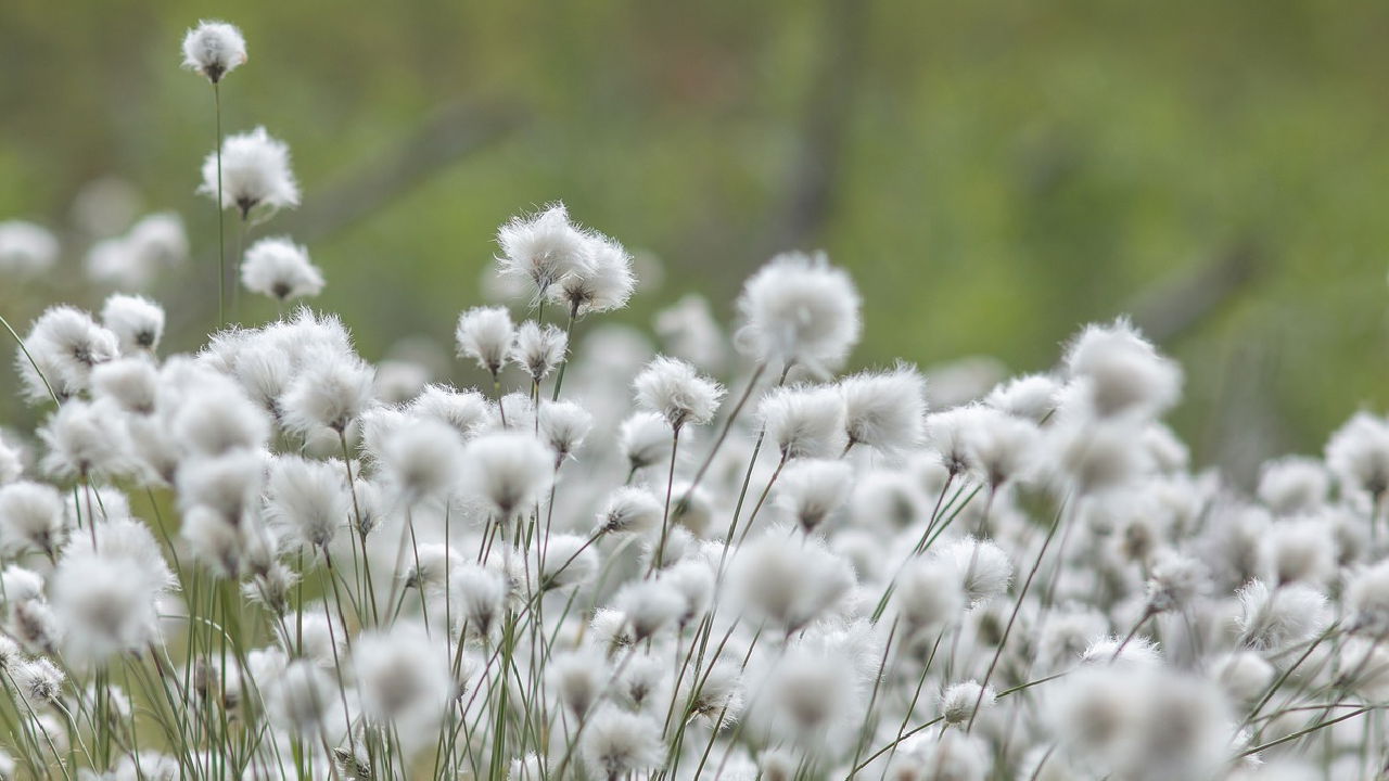 Representational image of cotton (Image source: Photopea)