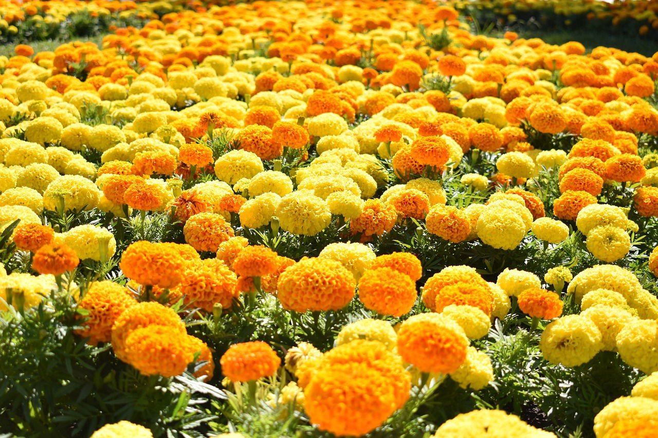 Representational image of marigolds (Image Source: Pixabay)