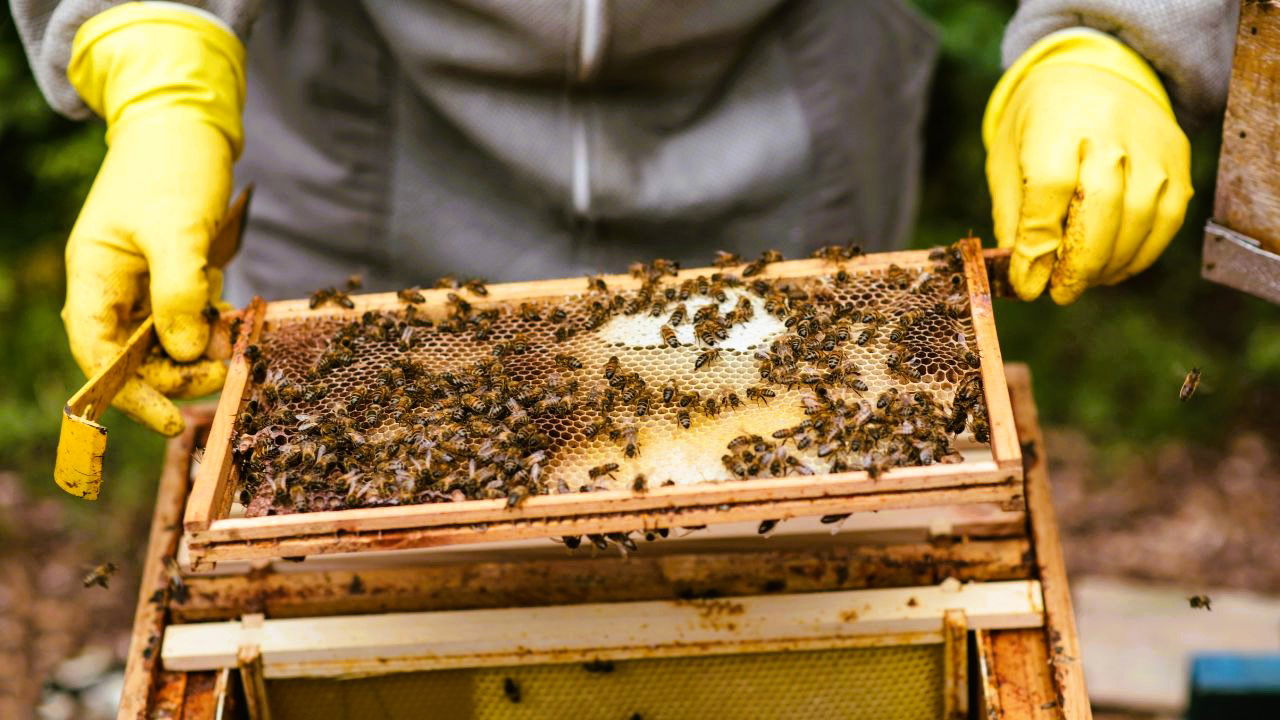 Urban beekeeping offers opportunities for reconnecting with nature (Representational Photo Source: Pexels)