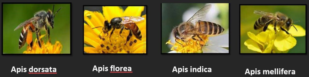 Pics of different types of Honeybees