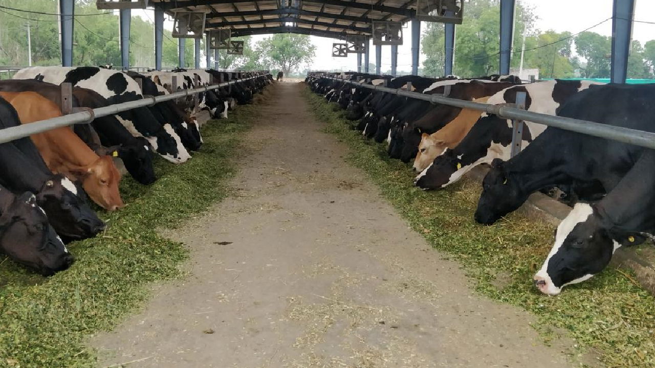 Cattles in the Dairy Farm of Deepak Raj Tushir