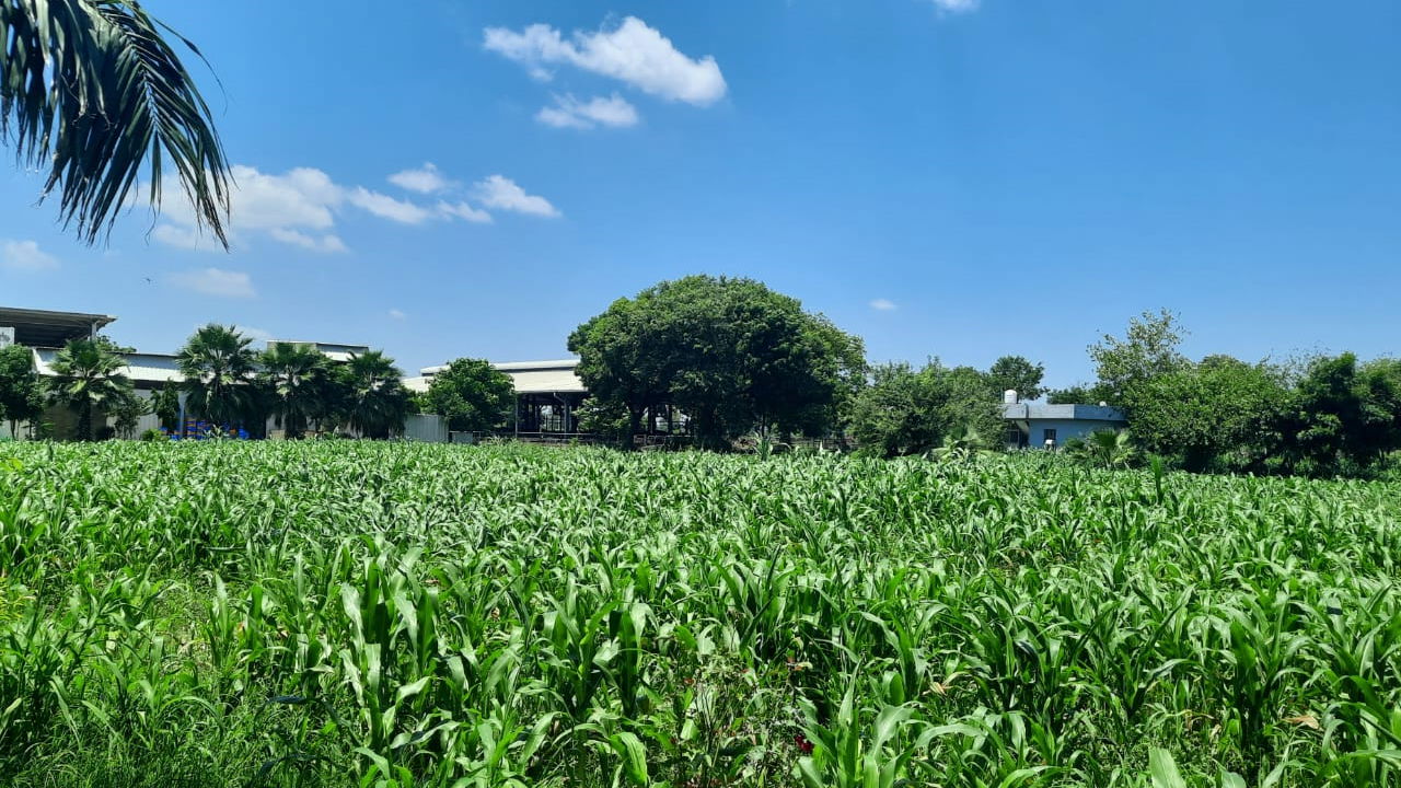 Maize crop in Deepak Raj Tushir's field