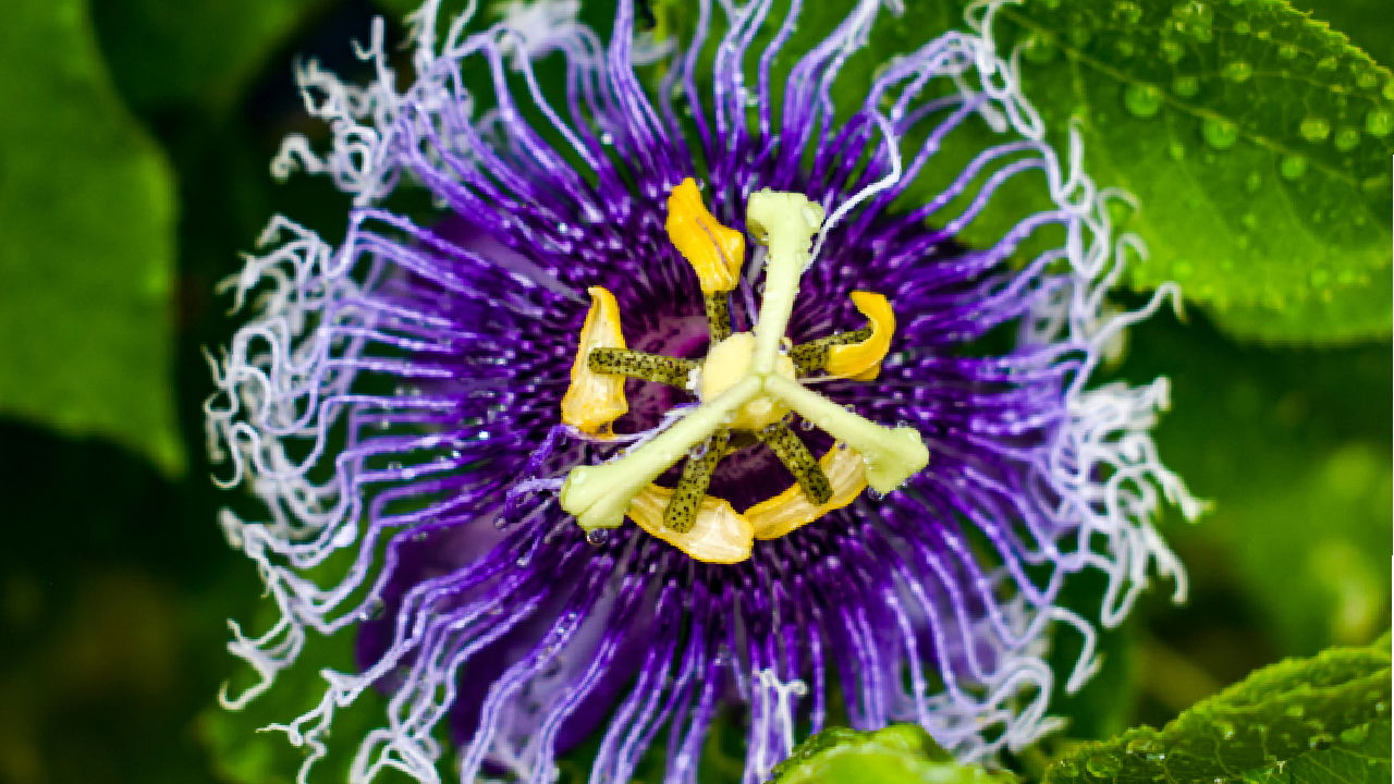 Representational image of Passiflora (Image Source: Pexels)