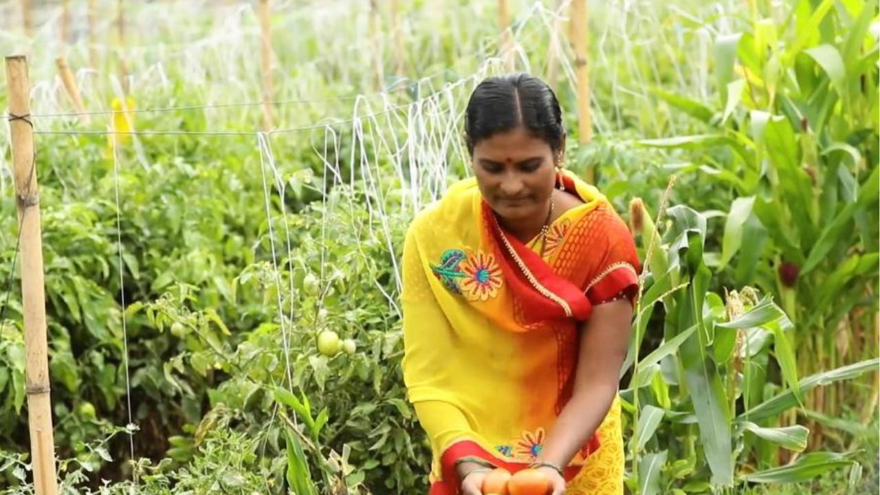 Mangala Waghmare in her tomato farm