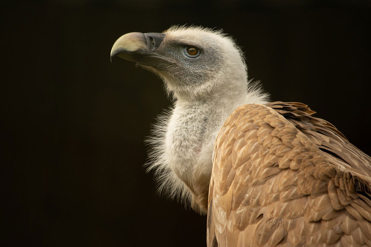 WWF report shows an alarming decline in vulture populations (Photo Source: Pixabay)