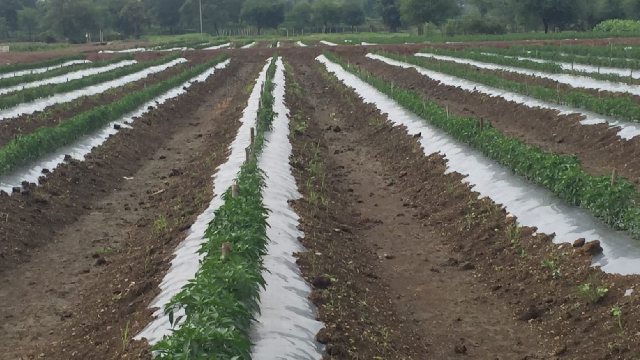 Drip Irrigation in the field of Manjeet Singh Saluja