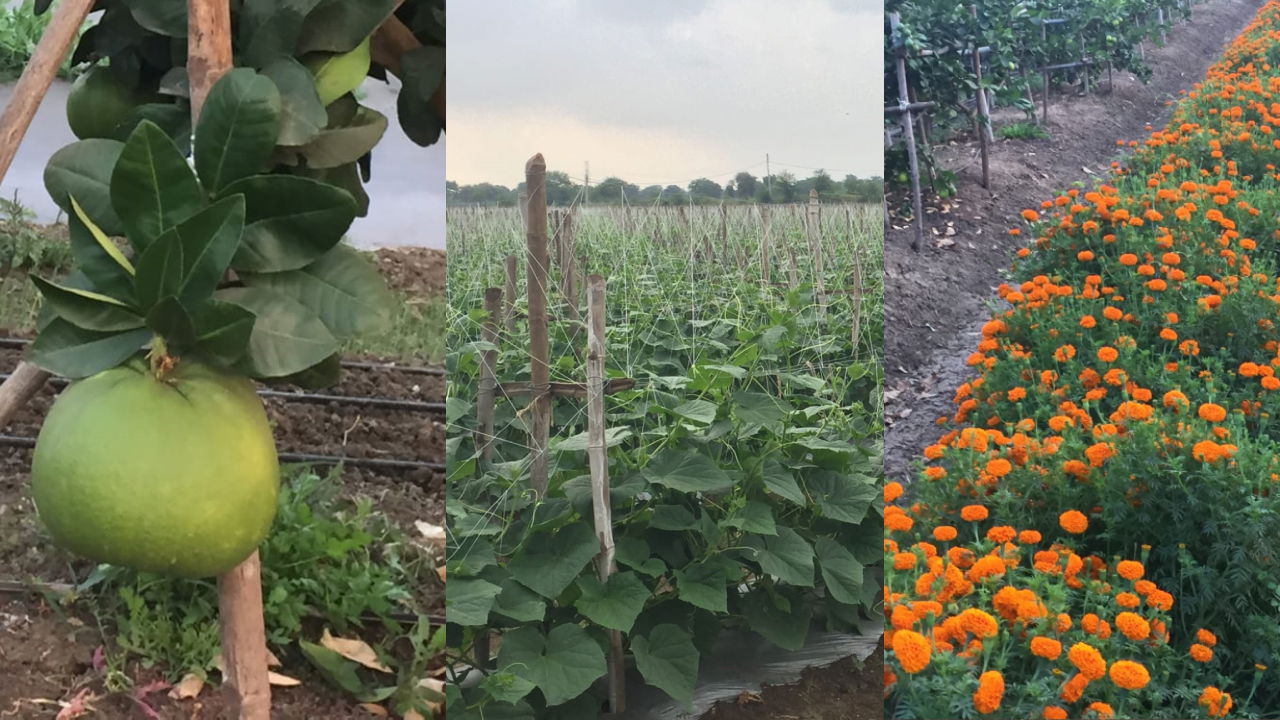 Crops in Manjeet Singh Saluja's field