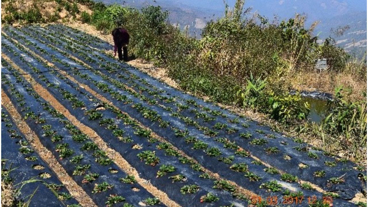 Strawberry field