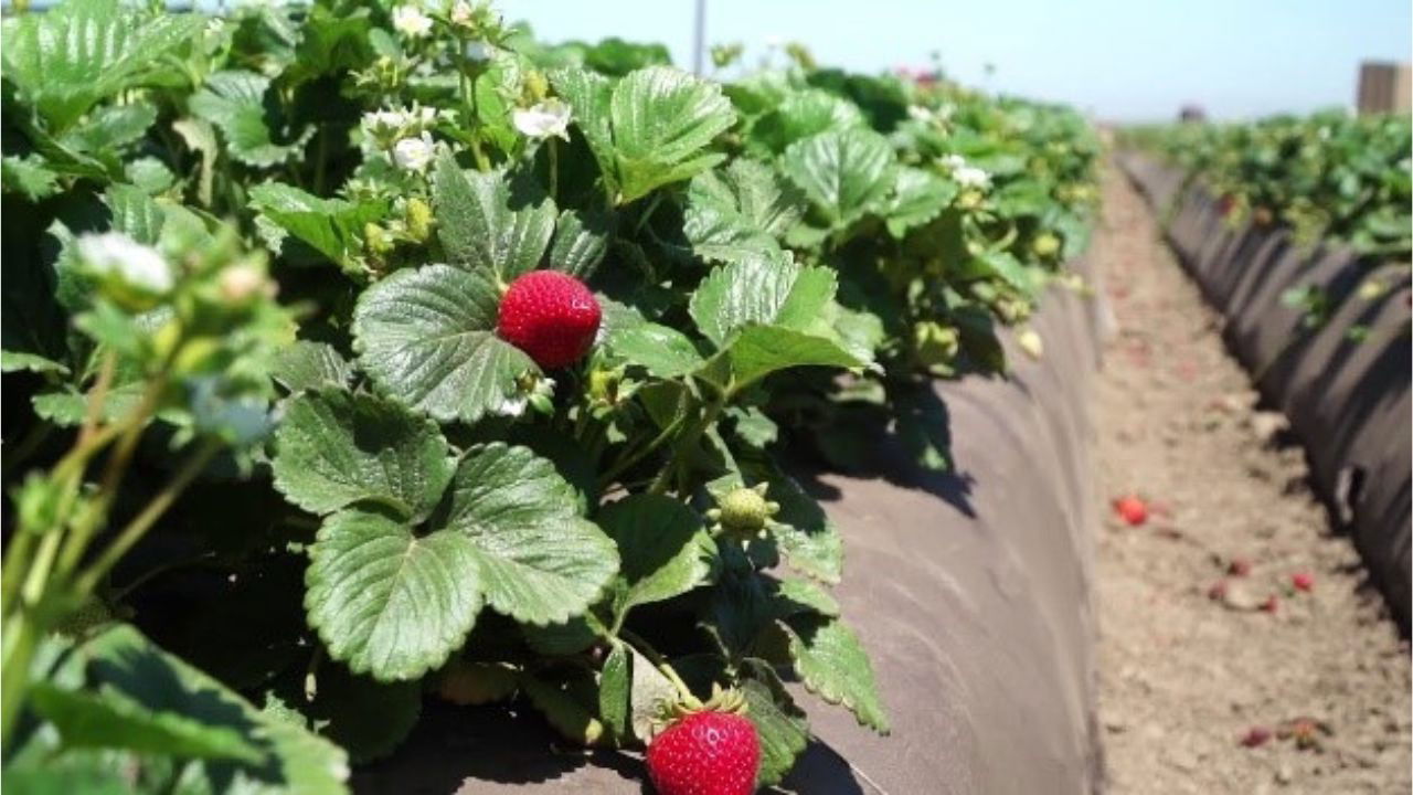 Strawberry farm