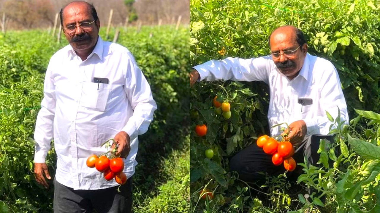 He cultivates tomatoes on 50 acres, yielding 1000-1200 quintals per acre and earning Rs 3 lakh per acre.