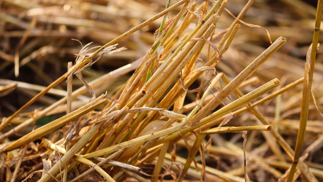 Representational image of stubble burning (Photo Source: Pixabay)