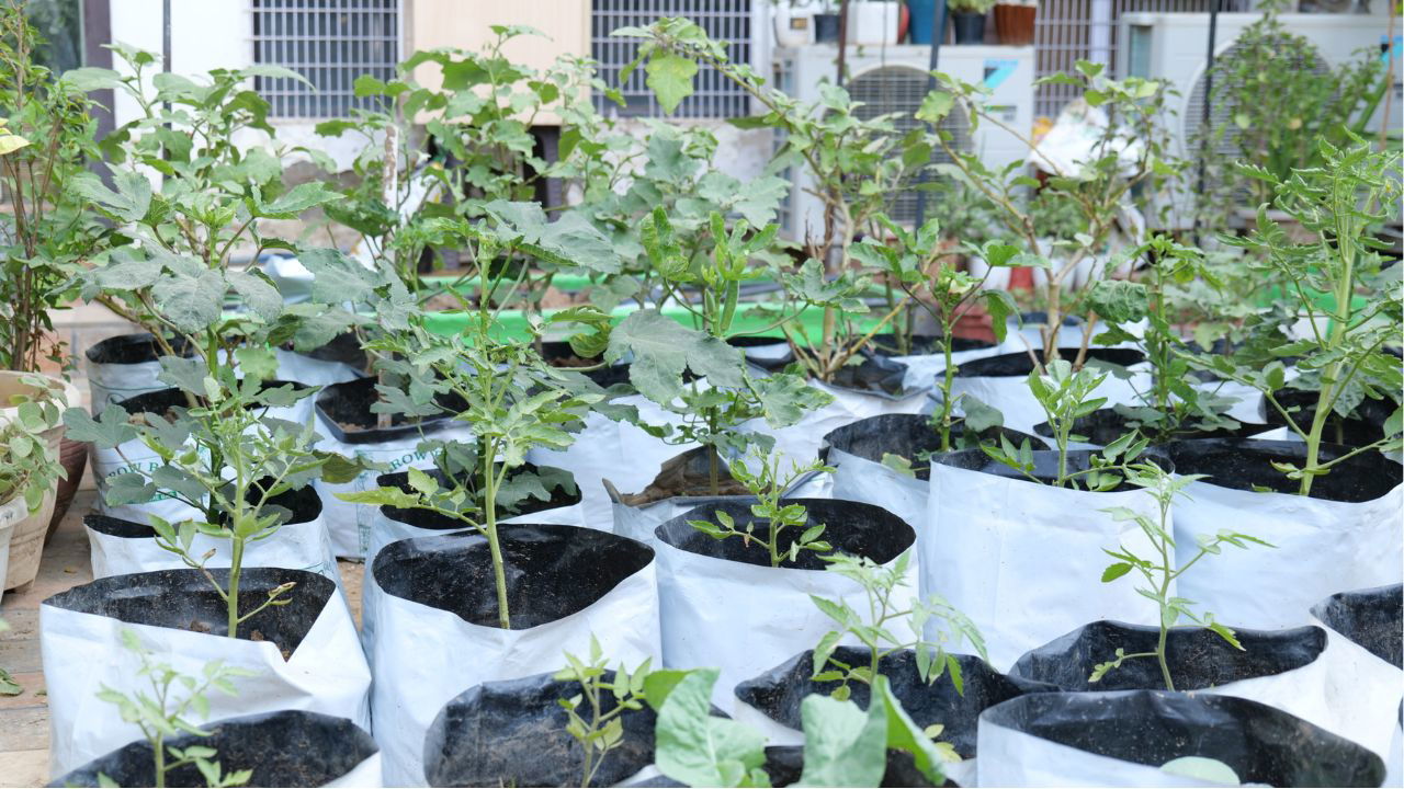 Glimpse of thriving plant nursery at terrace