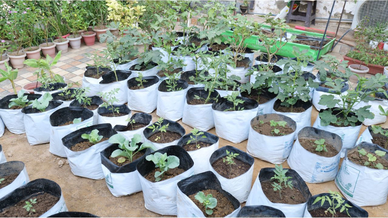 A flourishing plant nursery thrives on this rooftop terrace