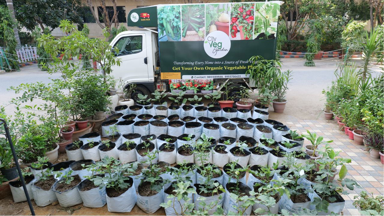 City Veg Garden offers a range of organic vegetable plants that can be grown at home