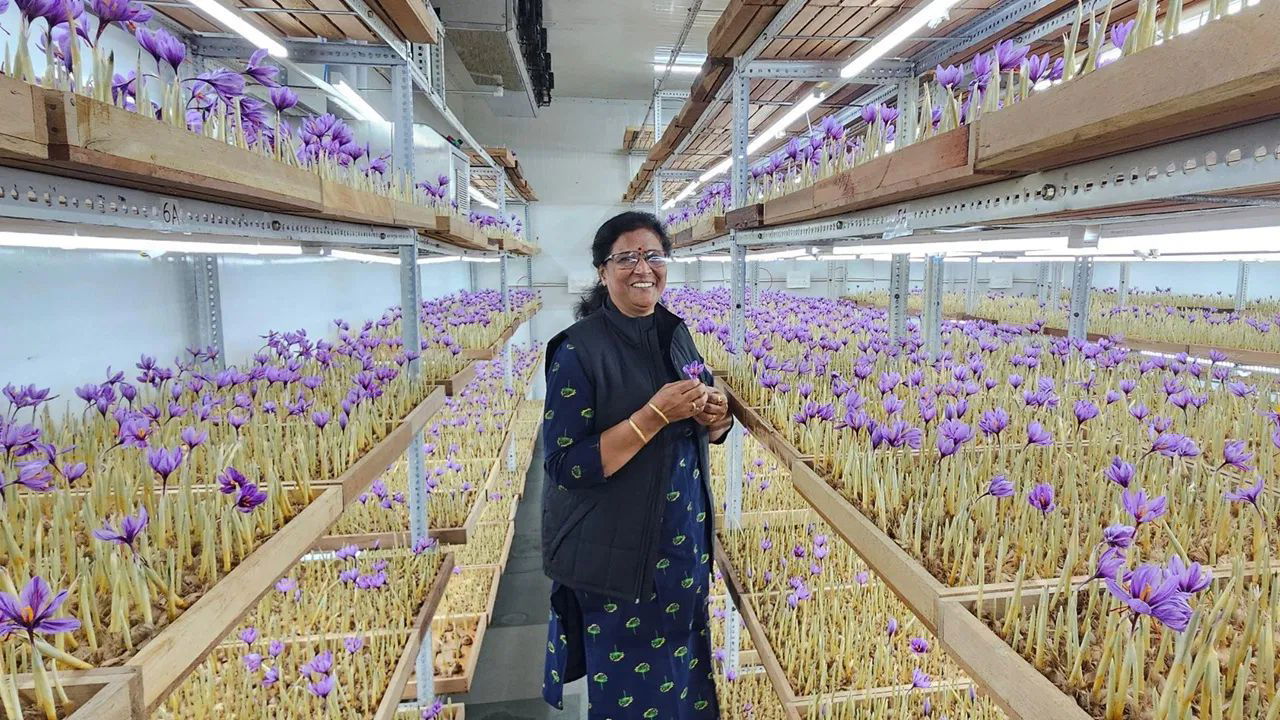 Shubha Bhatnagar, Saffron farmer from Uttar Pradesh