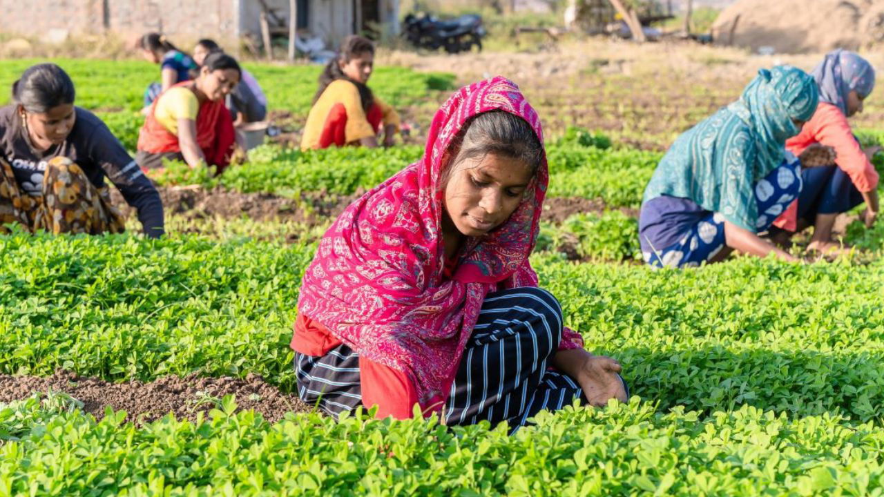 Women farmers working in field (Representational Image Source: Pexels)