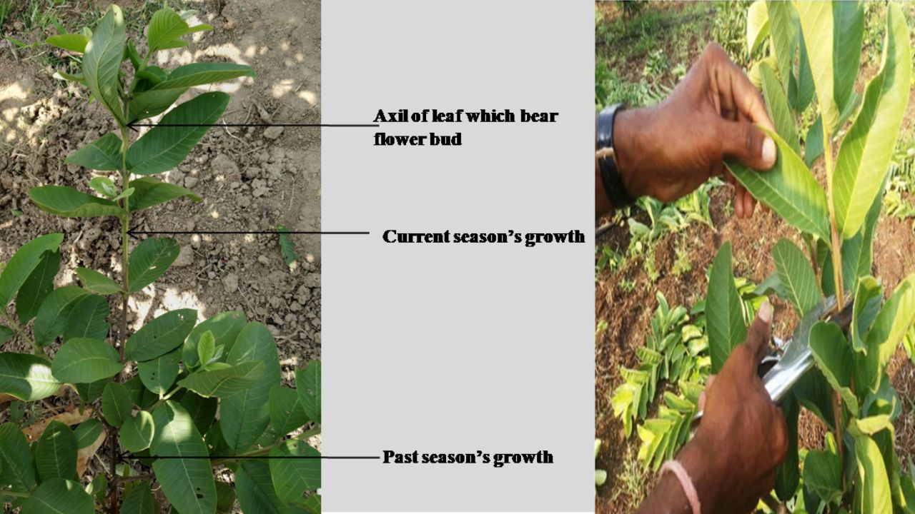 Pruning of current season growth which bear flower bud up to 20- 30 cm for crop regulation