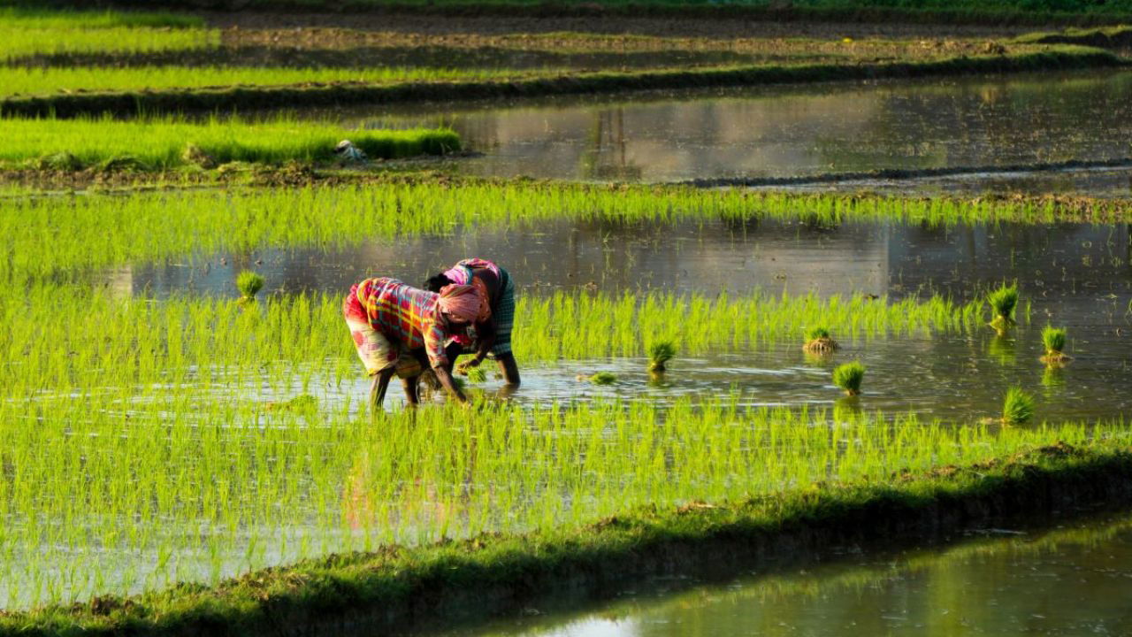 Rice farmers working in field (Representational Image Source: Pexels)