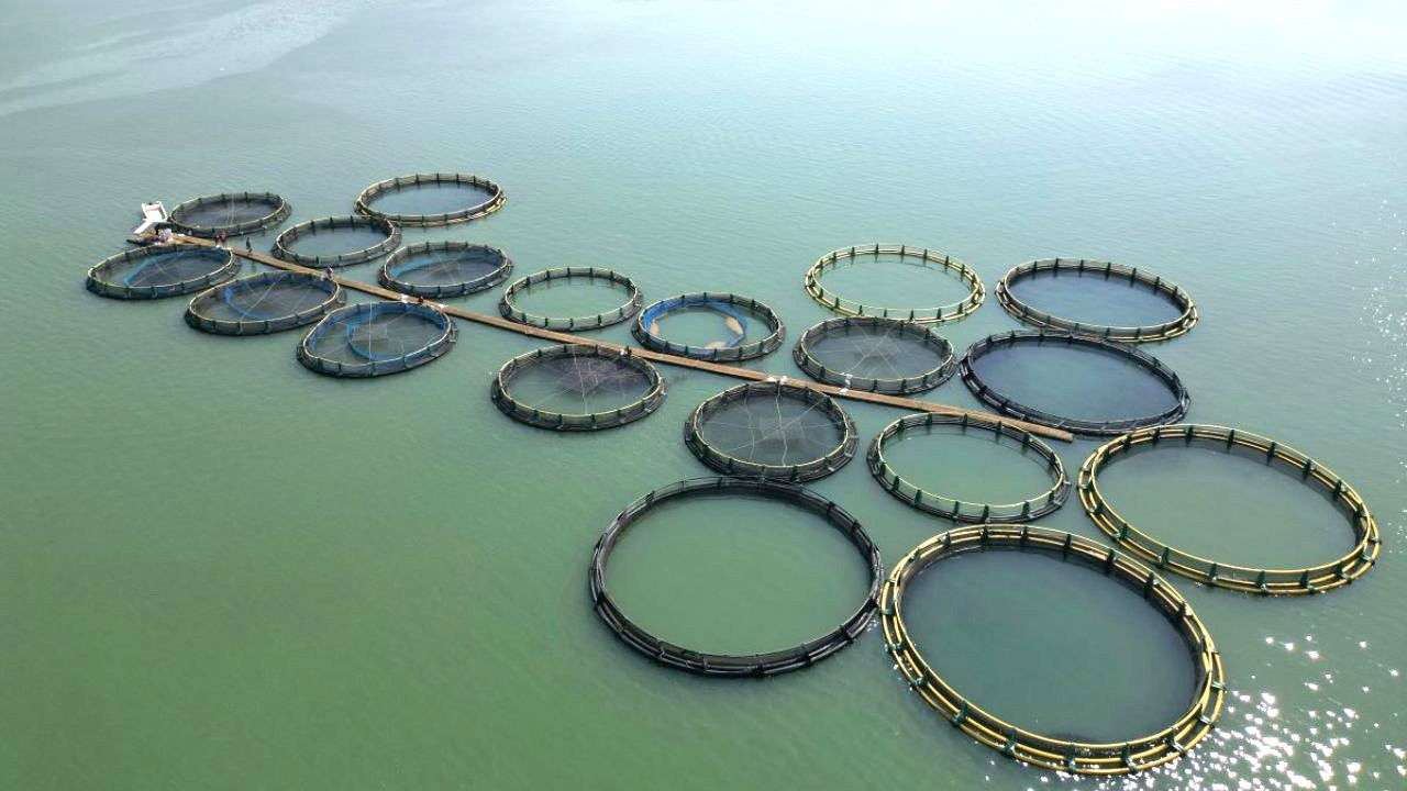 Aquaculture (Representational Image Source: Pexels)