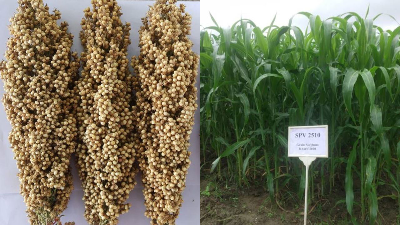 Pratap Jowar 2510, a New Sorghum Variety