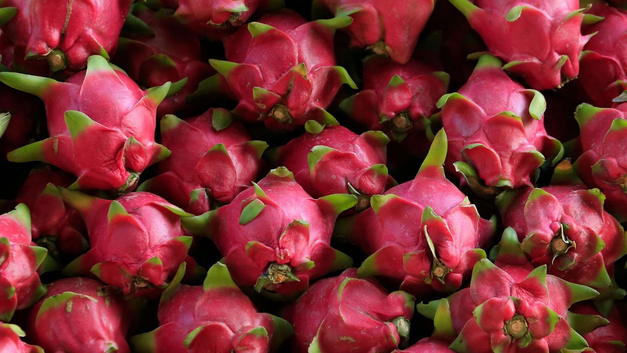 In 2017, the farm produced 1 metric ton of dragon fruit, which grew to 50 metric tons by 2023. His high-quality produce is sold in local markets and nearby cities.