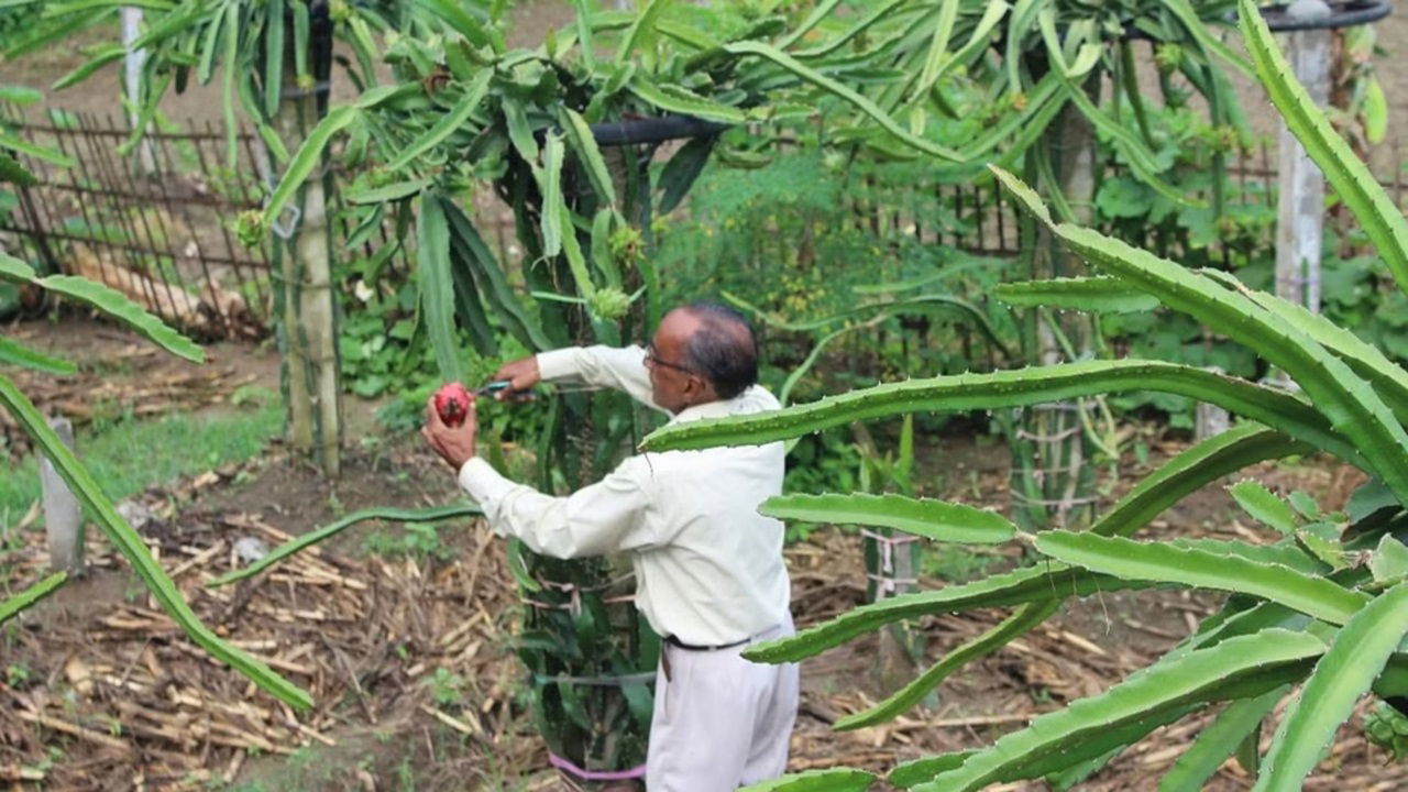 Nakhat's success has inspired other farmers to follow his lead. With KVK Kishanganj's support, he has organized training camps to teach the latest farming techniques.