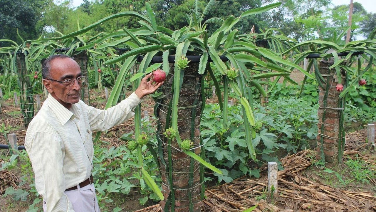 Starting with just 100 plants, Nakhat gradually expanded his operation, which now spans over 7 acres and includes 20,000 plants.