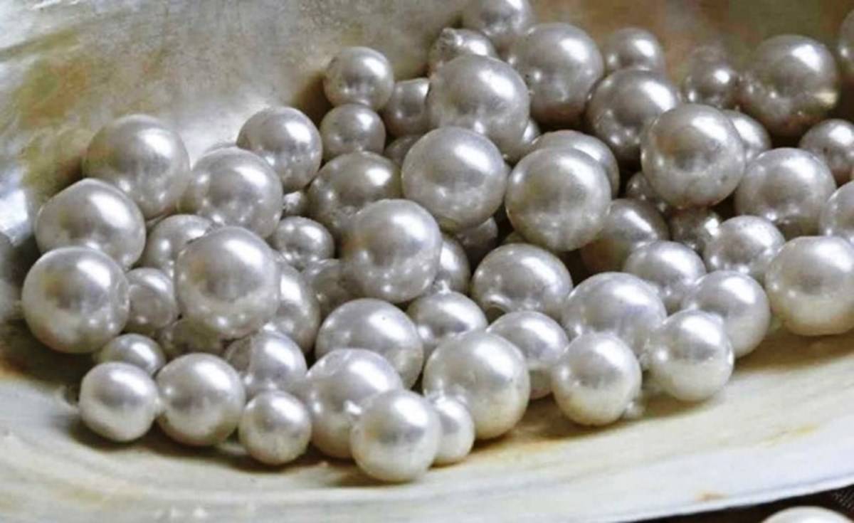 UP Farmer Earns Rs 8 lakh Annually with Pearl Farming