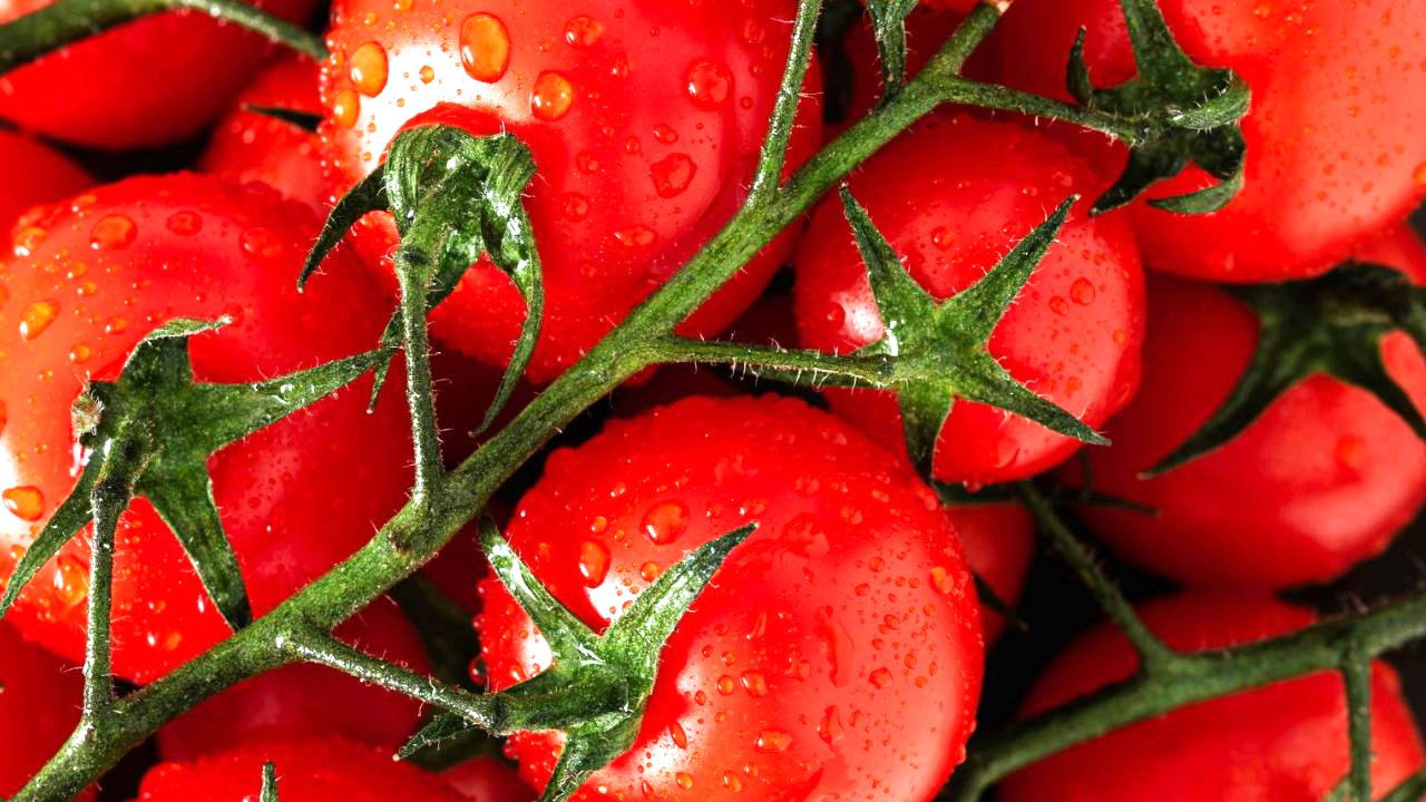 Tomatoes (Representational Image Source: Pexels)